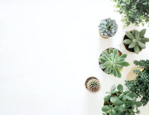 green succulent plants on pots